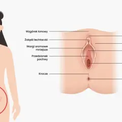 Anatomia kobieca: widok zewnętrznych narządów płciowych z zaznaczoną cewką moczową, pochwą i odbytem.