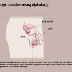 Ilustracja układu rozrodczego męskiego z zaznaczonym penisem, jądrami i nasieniowodem. Tekst informuje o metodach leczenia przedwczesnego wytrysku, w tym o zmniejszeniu wrażliwości penisa.