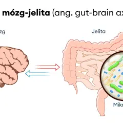 Oś mózg-jelita ilustruje dwukierunkową komunikację między mózgiem a jelitami, gdzie mikrobiom jelitowy odgrywa kluczową rolę, wpływając na samopoczucie i potencjalnie na nerwicę jelit.