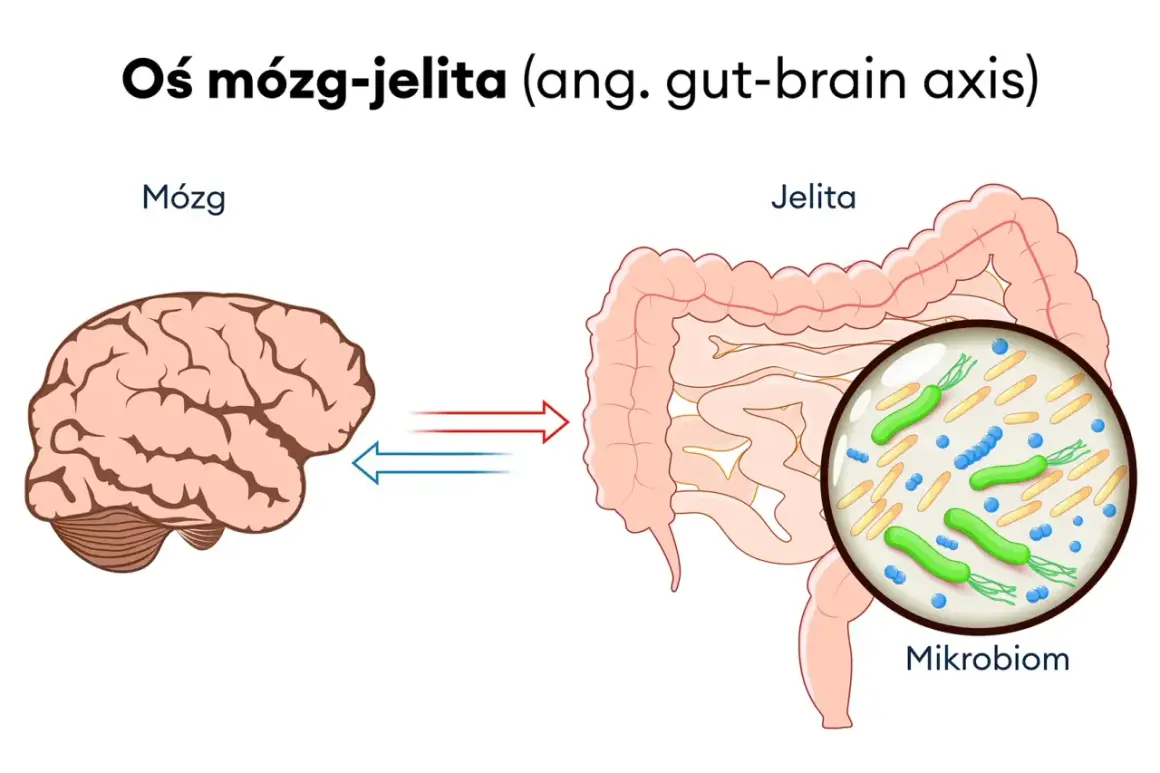 Oś mózg-jelita ilustruje dwukierunkową komunikację między mózgiem a jelitami, gdzie mikrobiom jelitowy odgrywa kluczową rolę, wpływając na samopoczucie i potencjalnie na nerwicę jelit.