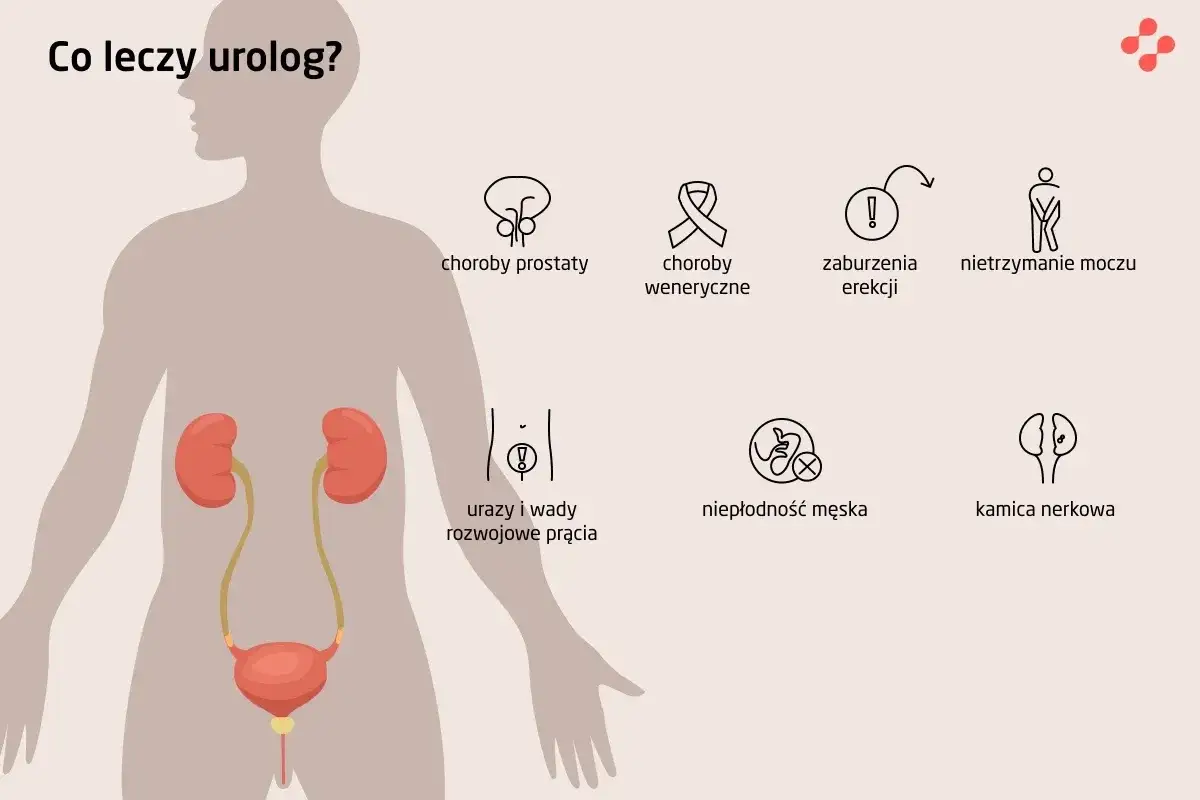 Urolog leczy choroby prostaty, weneryczne, zaburzenia erekcji, nietrzymanie moczu, kamicę nerkową, niepłodność męską oraz urazy i wady rozwojowe.
