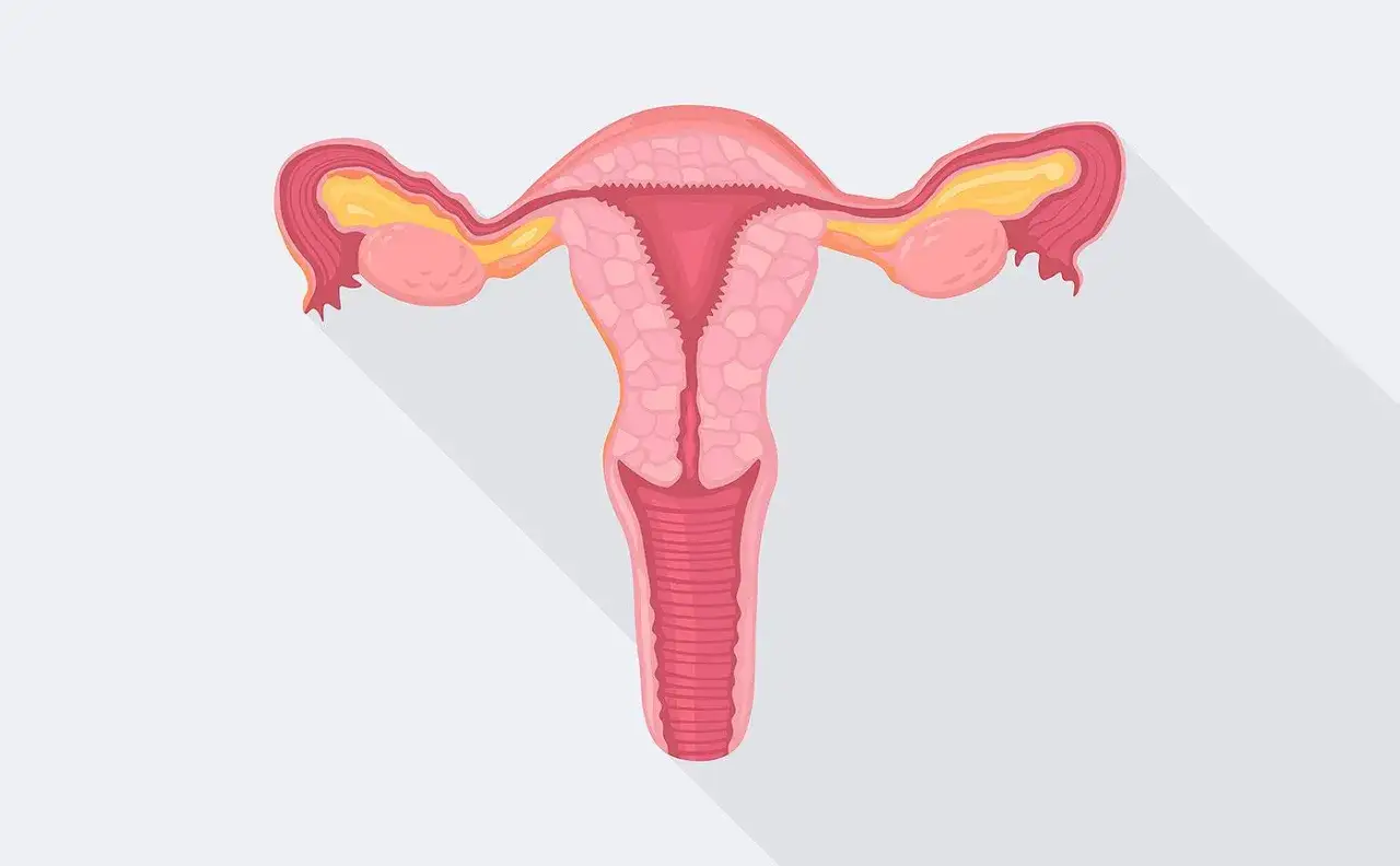 Anatomia kobieca: macica, jajowody, jajniki. Tyłozgięcie macicy a poród - ilustracja.