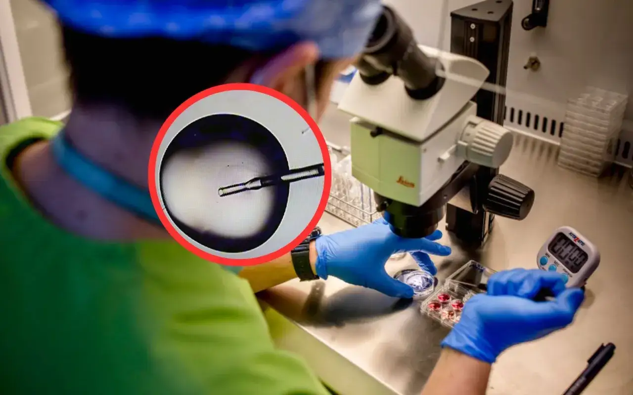 Laborantka pod mikroskopem przygotowuje próbkę nasienia dawcy do zapłodnienia in vitro.