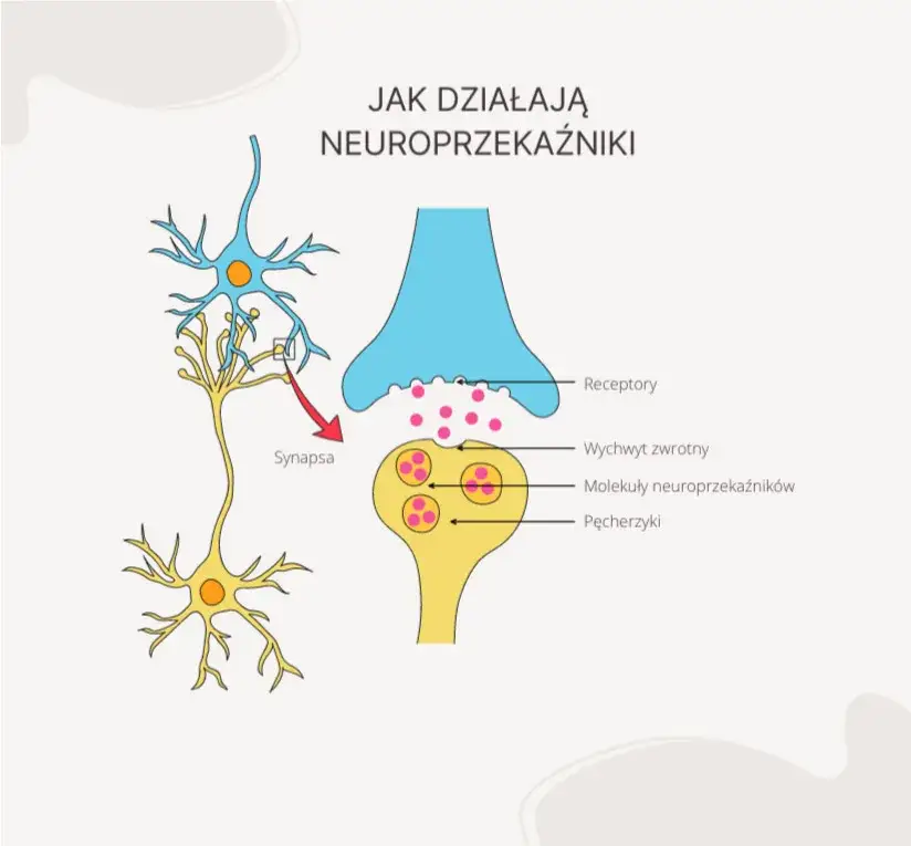 m&oacute;zg neuroprzekaźniki osobowość
